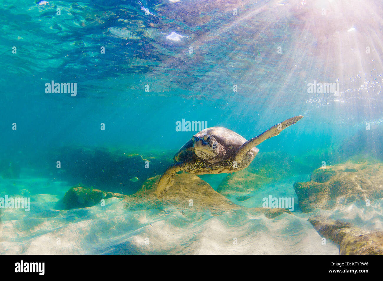 Hawaiian Green Sea Turtle swimming underwater Stock Photo - Alamy