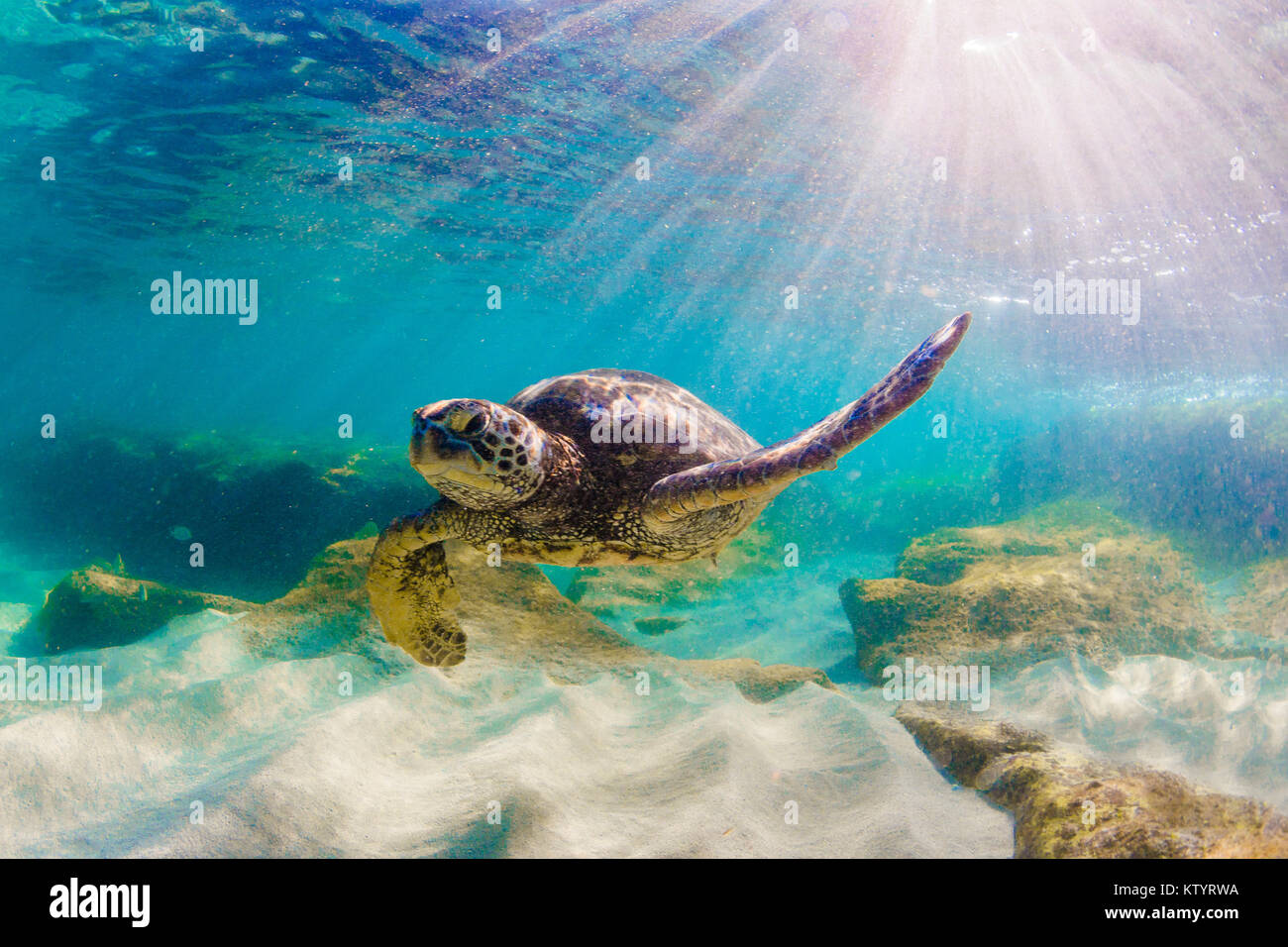 Hawaiian Green Sea Turtle swimming underwater Stock Photo - Alamy