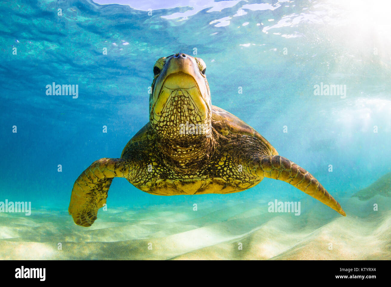 Hawaiian Green Sea Turtle swimming underwater Stock Photo - Alamy