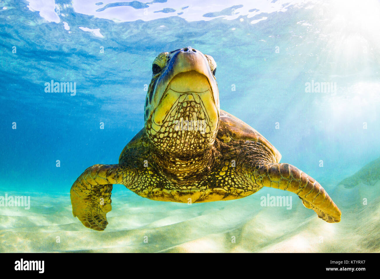 Hawaiian Green Sea Turtle swimming underwater Stock Photo - Alamy
