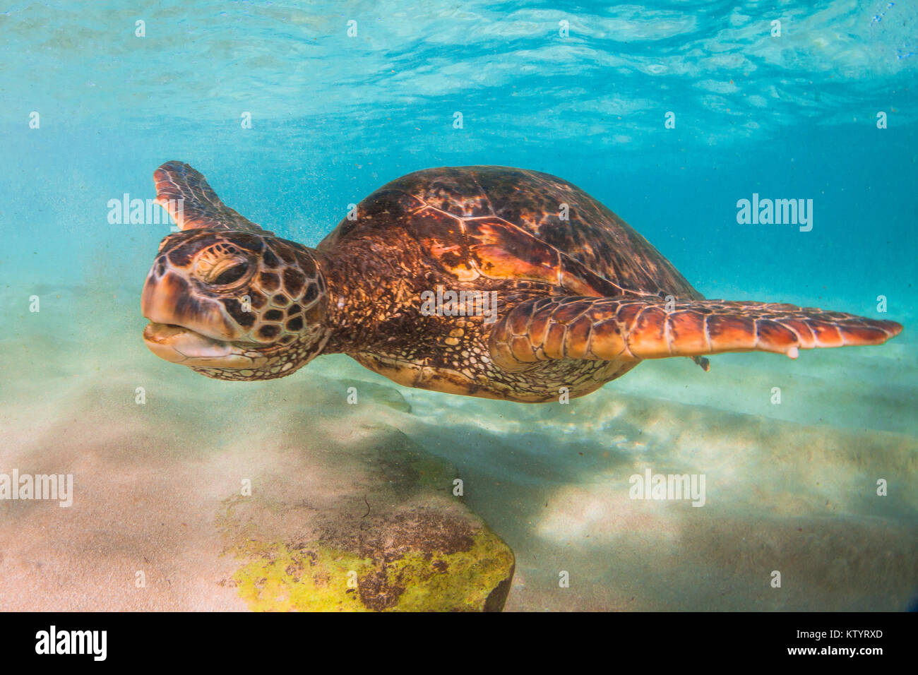 Hawaiian Green Sea Turtle swimming underwater Stock Photo - Alamy