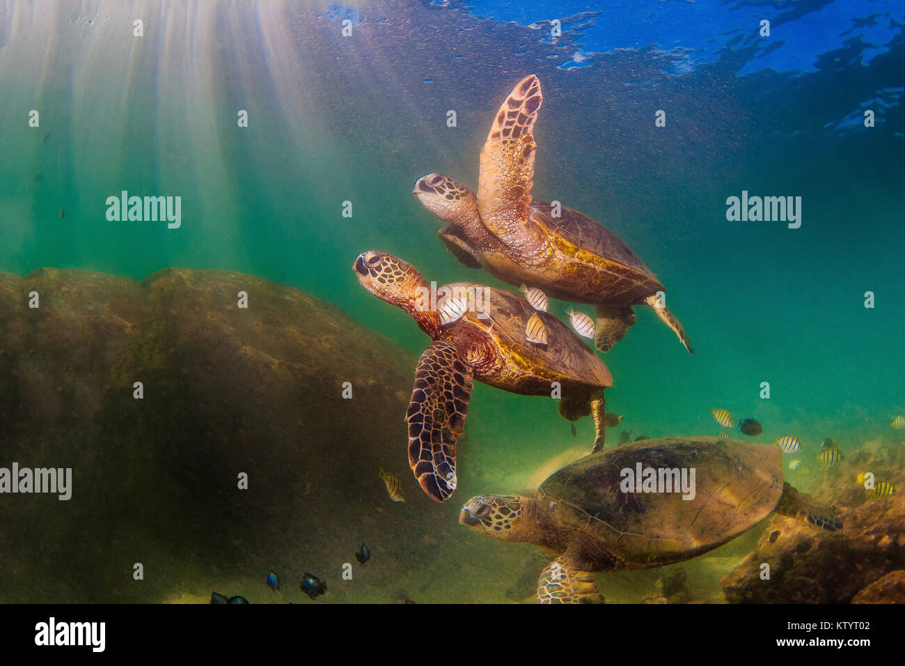 Hawaiian Green Sea Turtle swimming underwater Stock Photo - Alamy