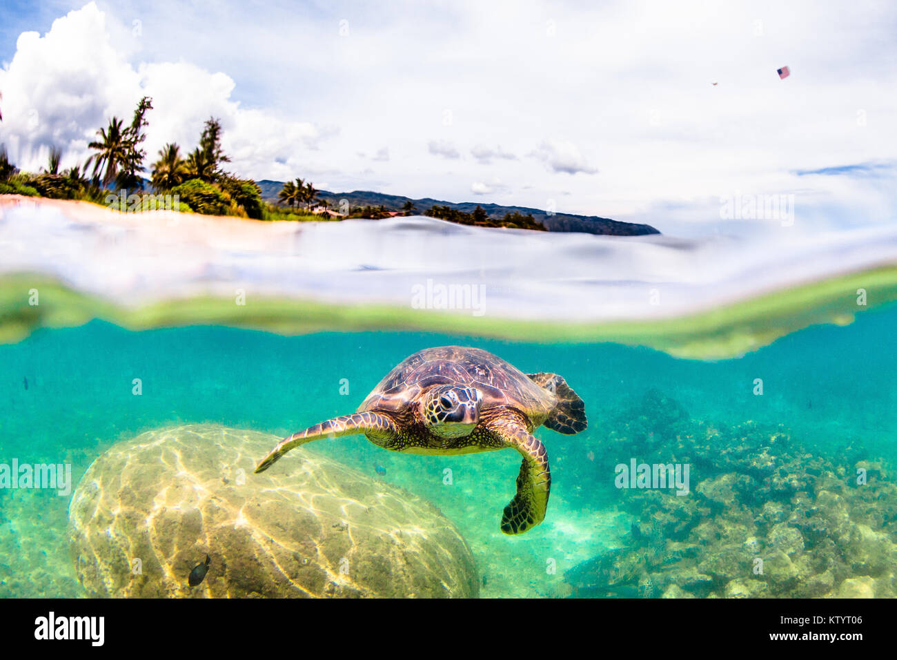 Hawaiian Green Sea Turtle swimming underwater Stock Photo - Alamy