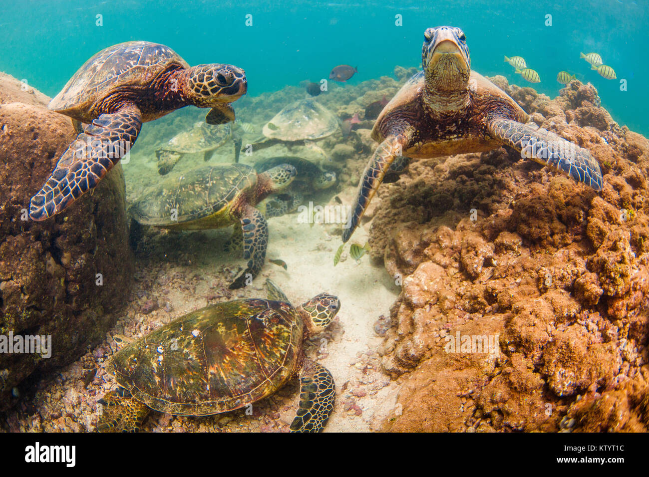 Hawaiian Green Sea Turtle swimming underwater Stock Photo - Alamy