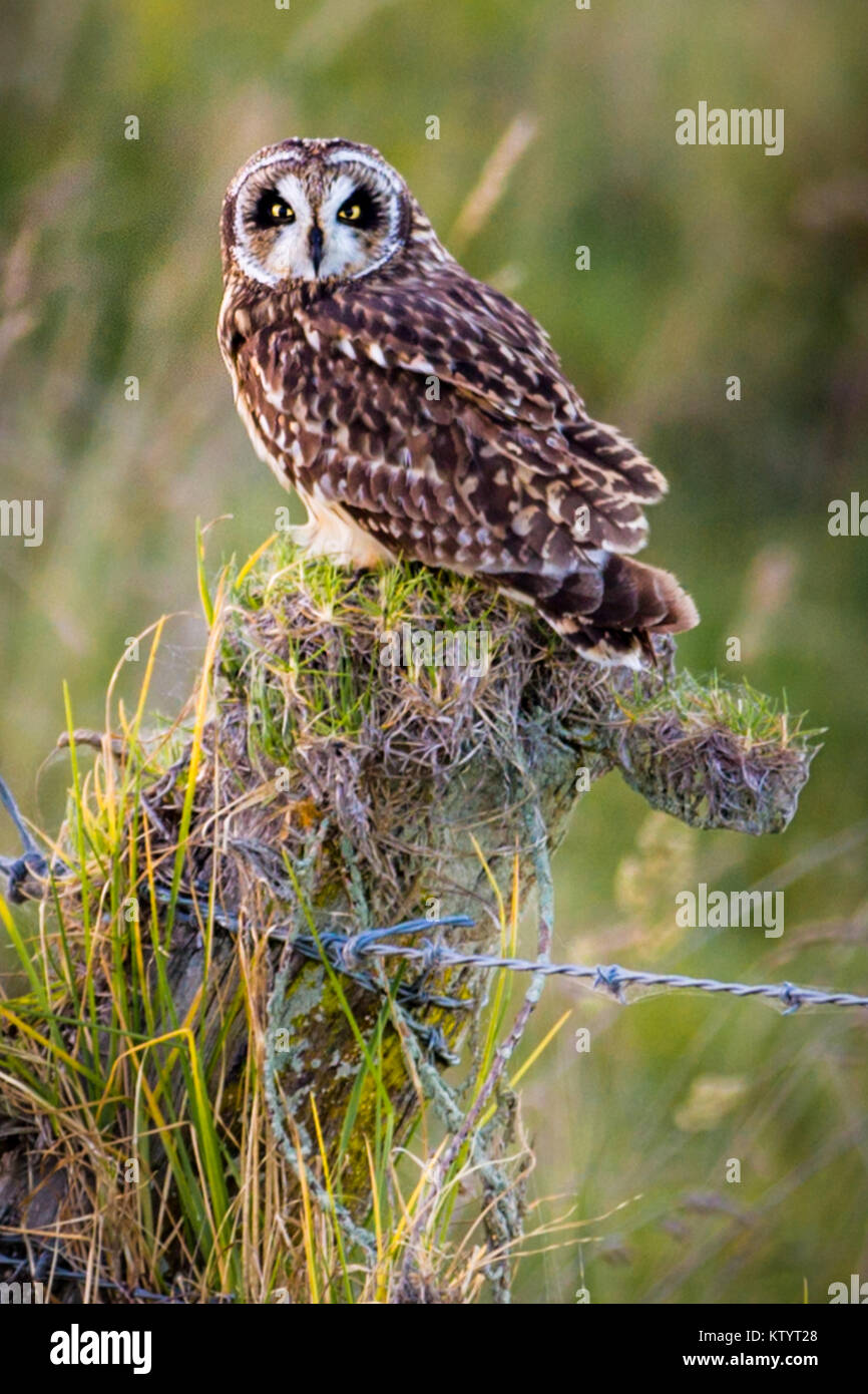 Pueo hawaiian short eared owl hires stock photography and images Alamy