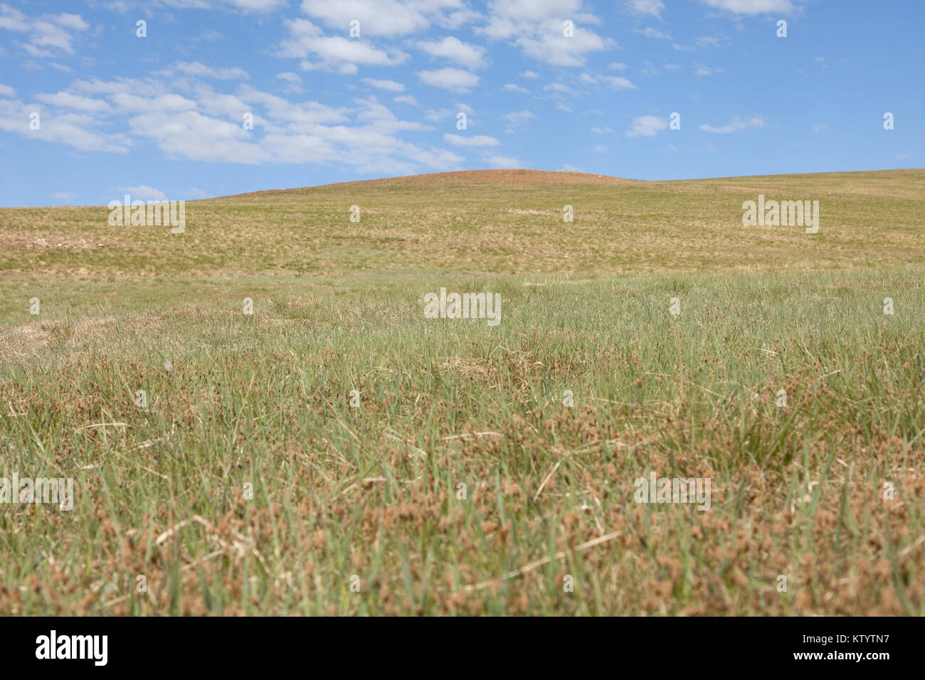 Semi desert steppes hi-res stock photography and images - Alamy