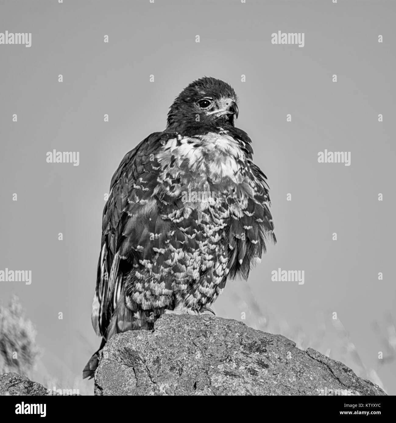 My Image 32