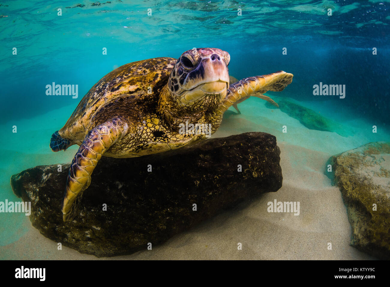 Hawaiian Green Sea Turtle swimming underwater Stock Photo - Alamy
