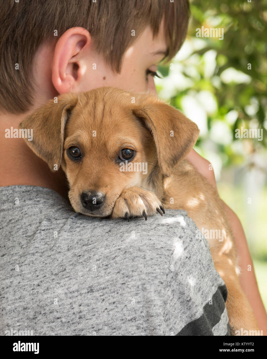 Tiny Little Puppy Being Held in Arms Stock Photo