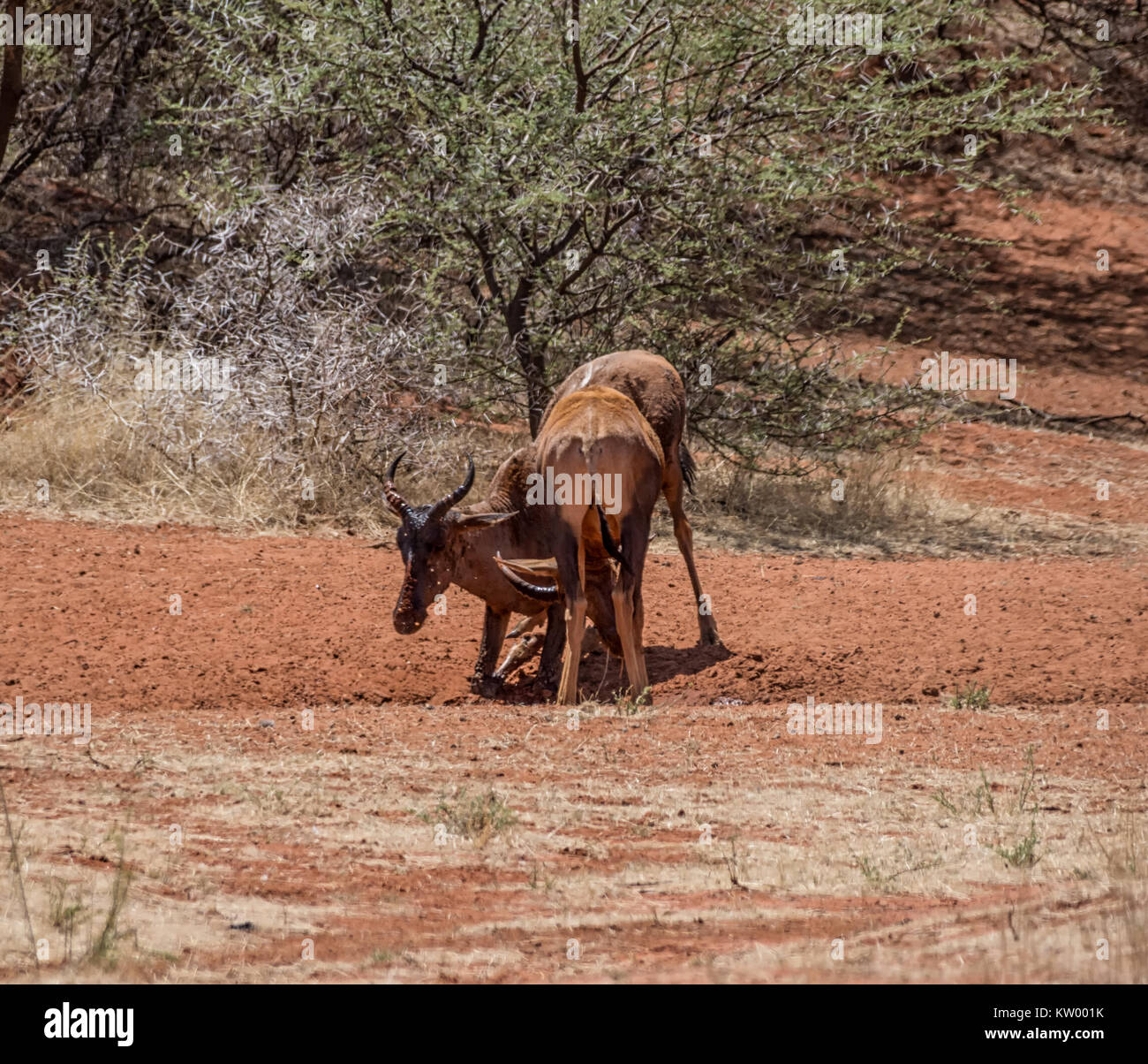 Tsessebe antelope having a mud bath in Southern African savanna Stock ...