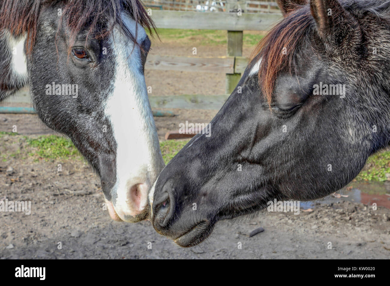 horses rubbing noses Stock Photo Alamy