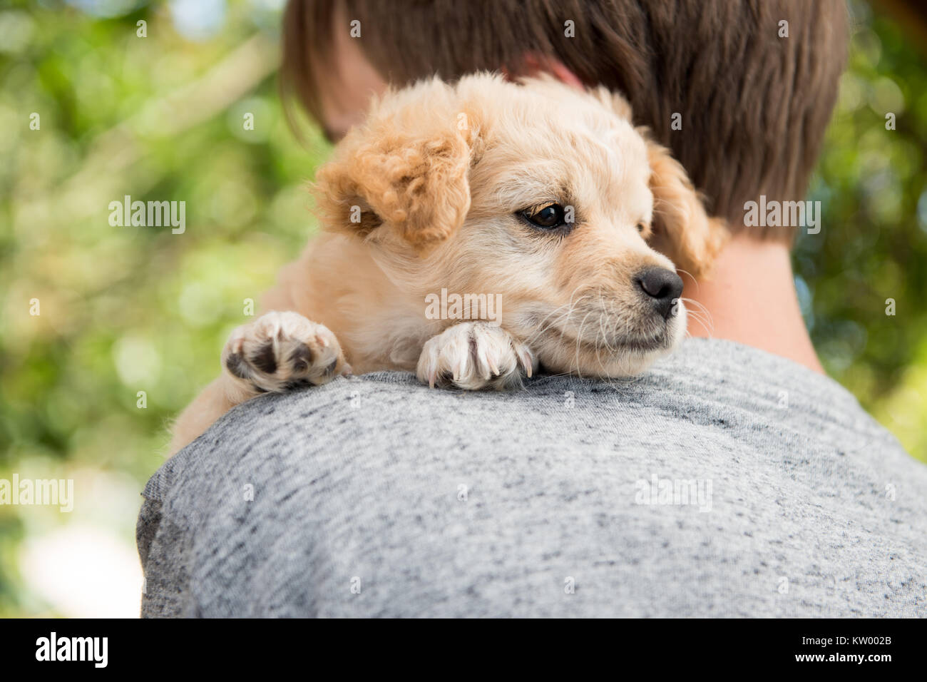 Tiny Little Puppy Being Held in Arms Stock Photo