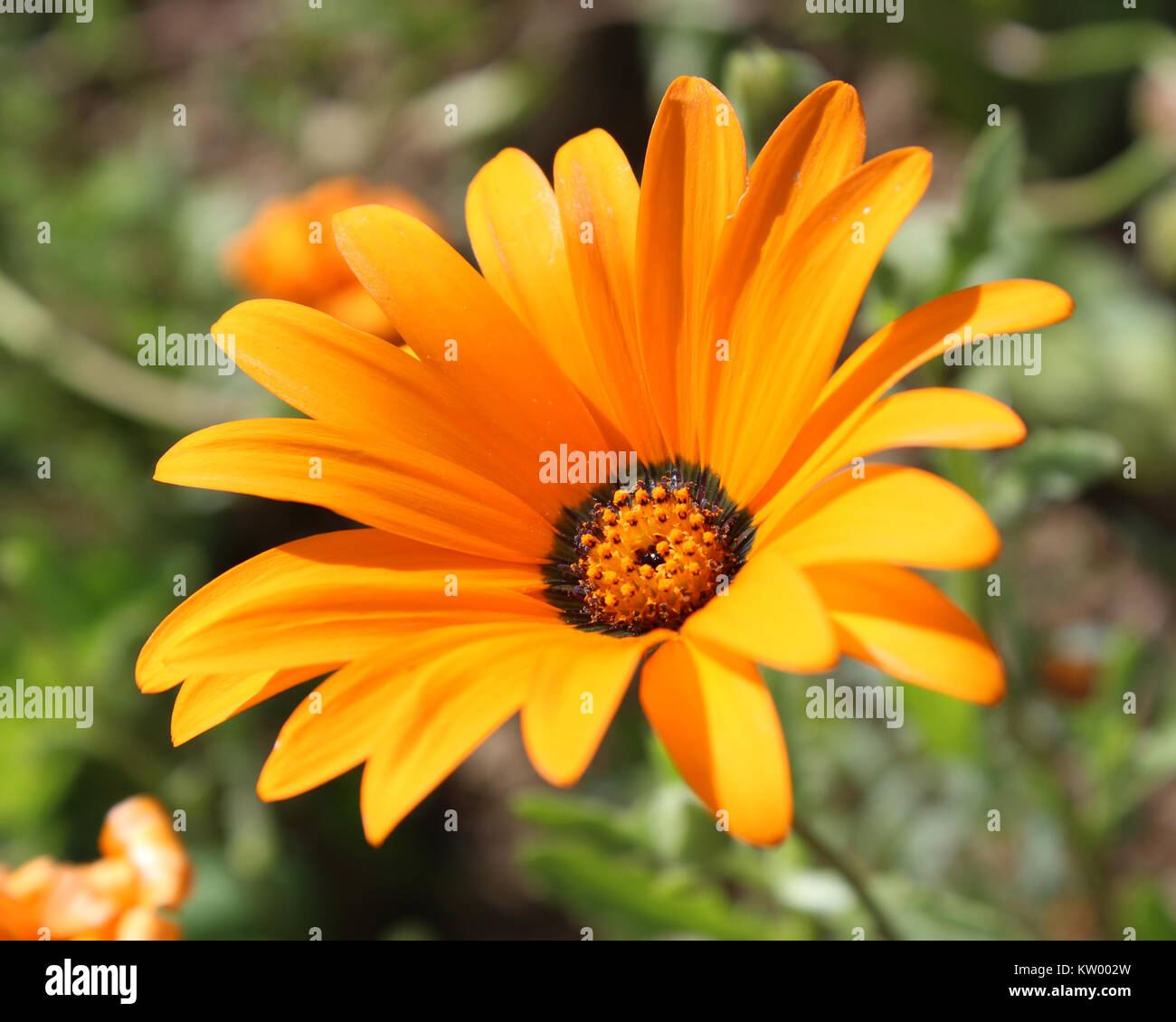 The vibrant orange flower of an Osteospermum also known as African or Cape daisy. Stock Photo