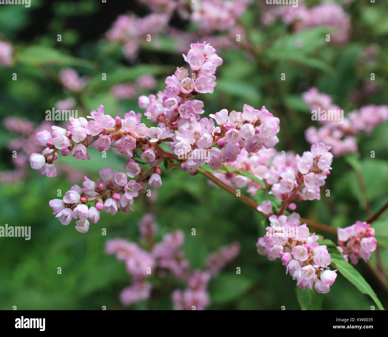 Lovely Pink Flowers of the Lesser Knotweed. Also known as Persicaria campanulata. Stock Photo