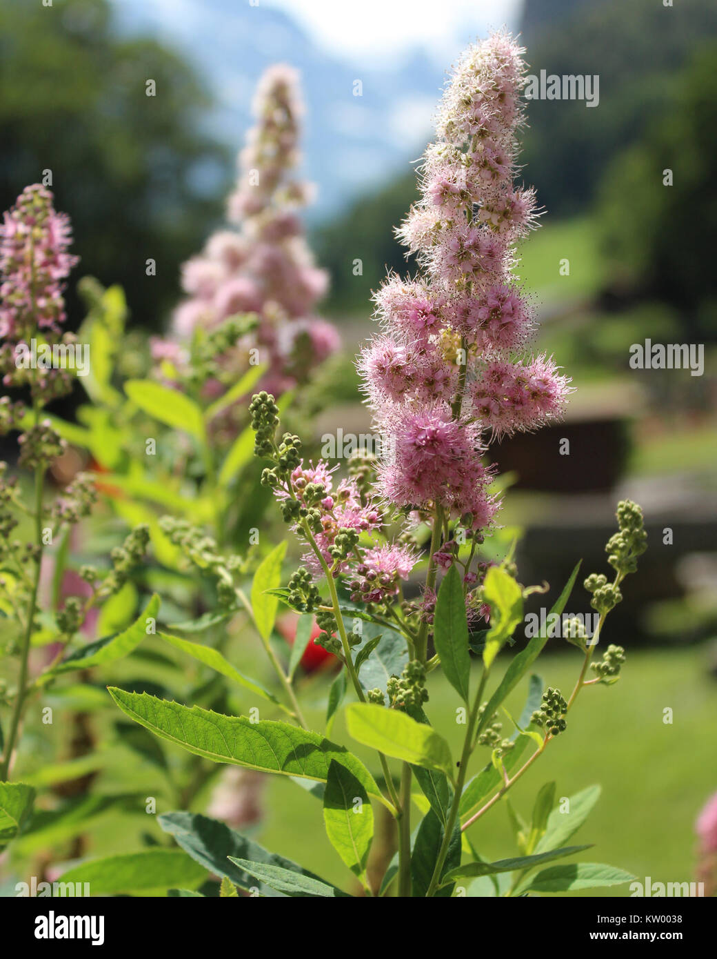 The pretty pink flowers of Spirea douglasii also known as Hardhack or steeple bush Stock Photo