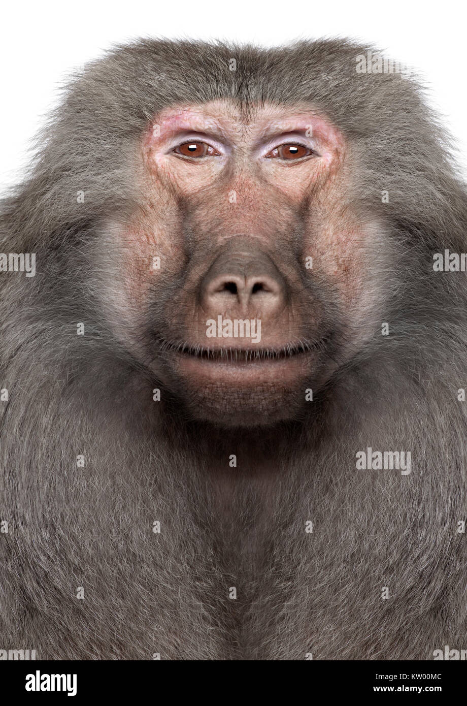 Baboon  -  Digital enhancement in front of a white background Stock Photo