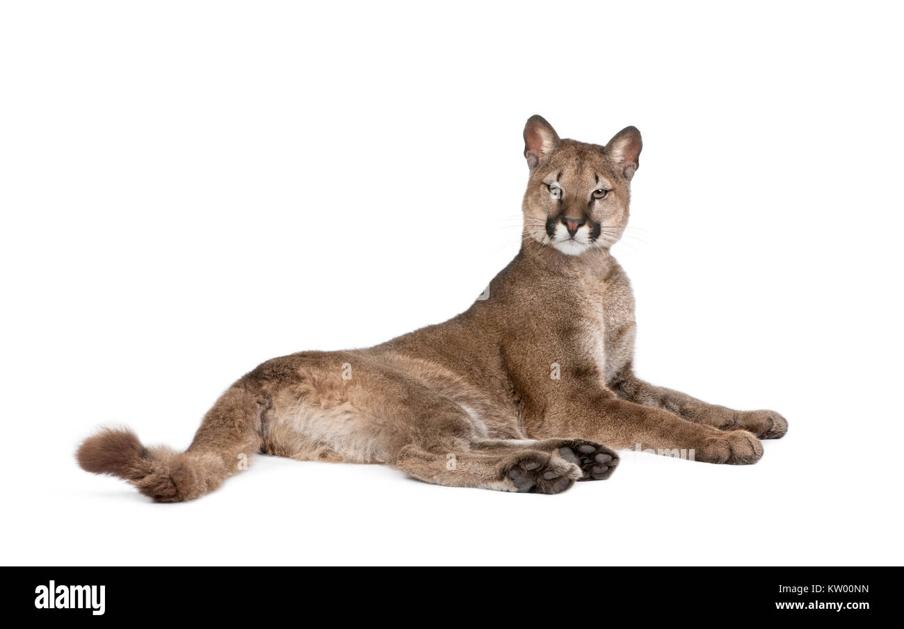 Portrait of Puma cub, Puma concolor, 1 year old, lying against white  background, studio shot Stock Photo - Alamy