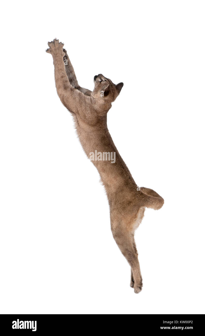 Puma cub, Puma concolor, 1 year old, leaping in midair against white background, studio shot Stock Photo