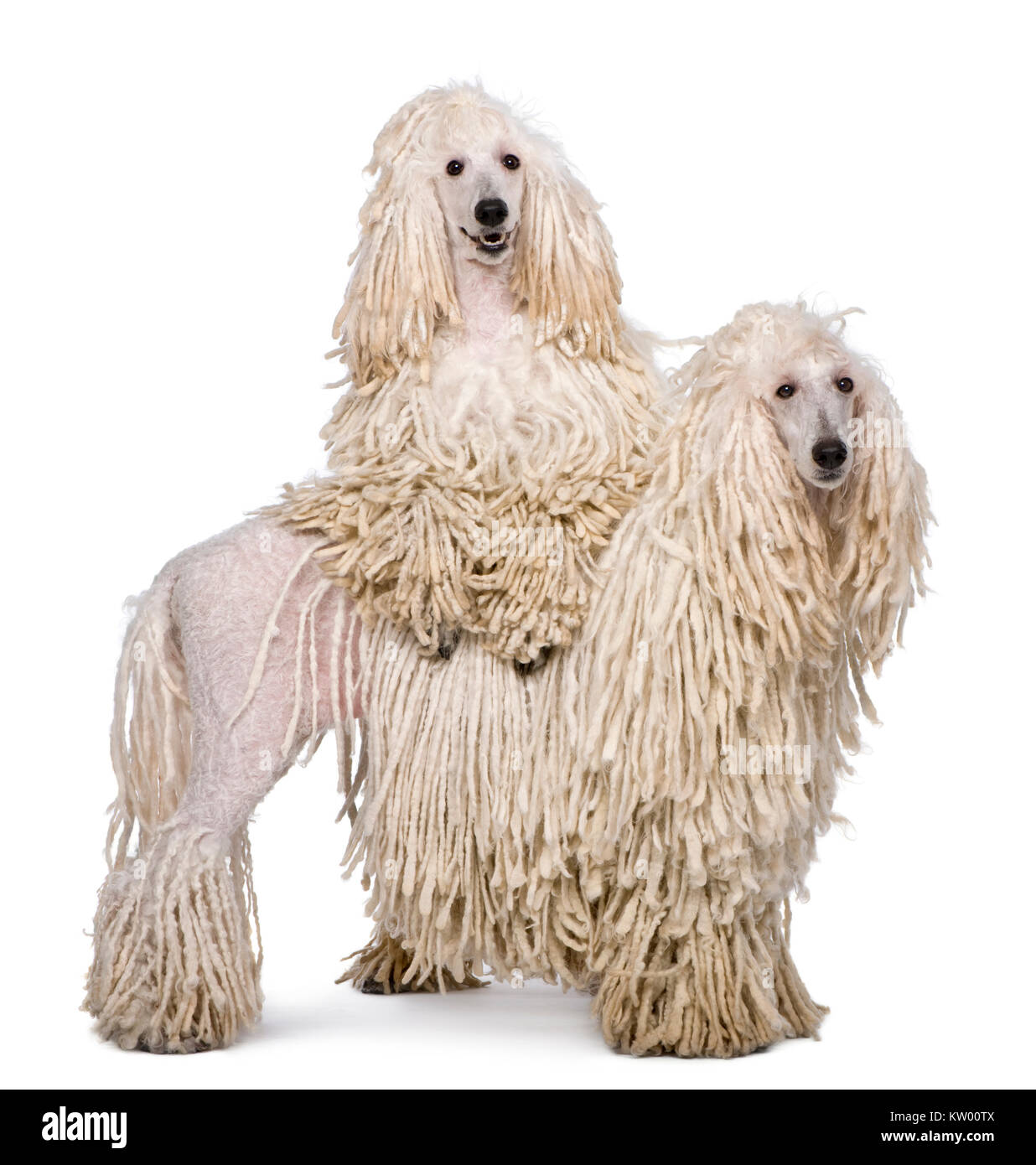 Two White Corded standard Poodles in front of white background Stock Photo