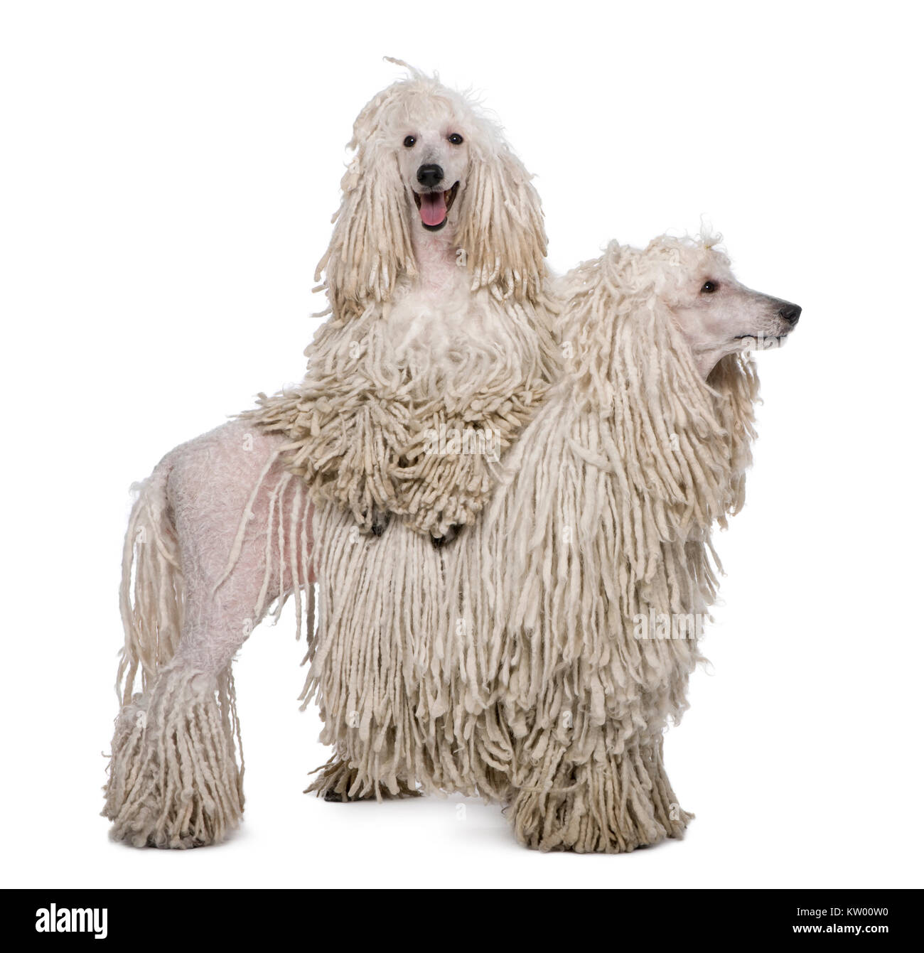 Two White Corded standard Poodles standing in front of white background Stock Photo