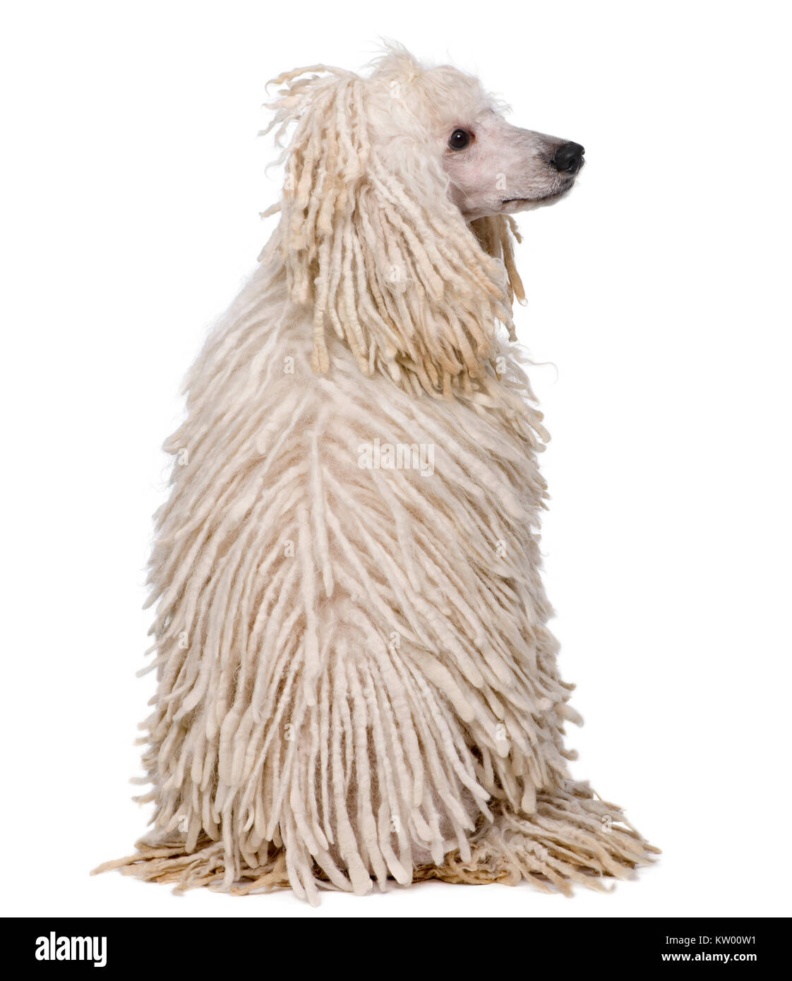 Rear view of White Corded standard Poodle sitting in front of white background Stock Photo