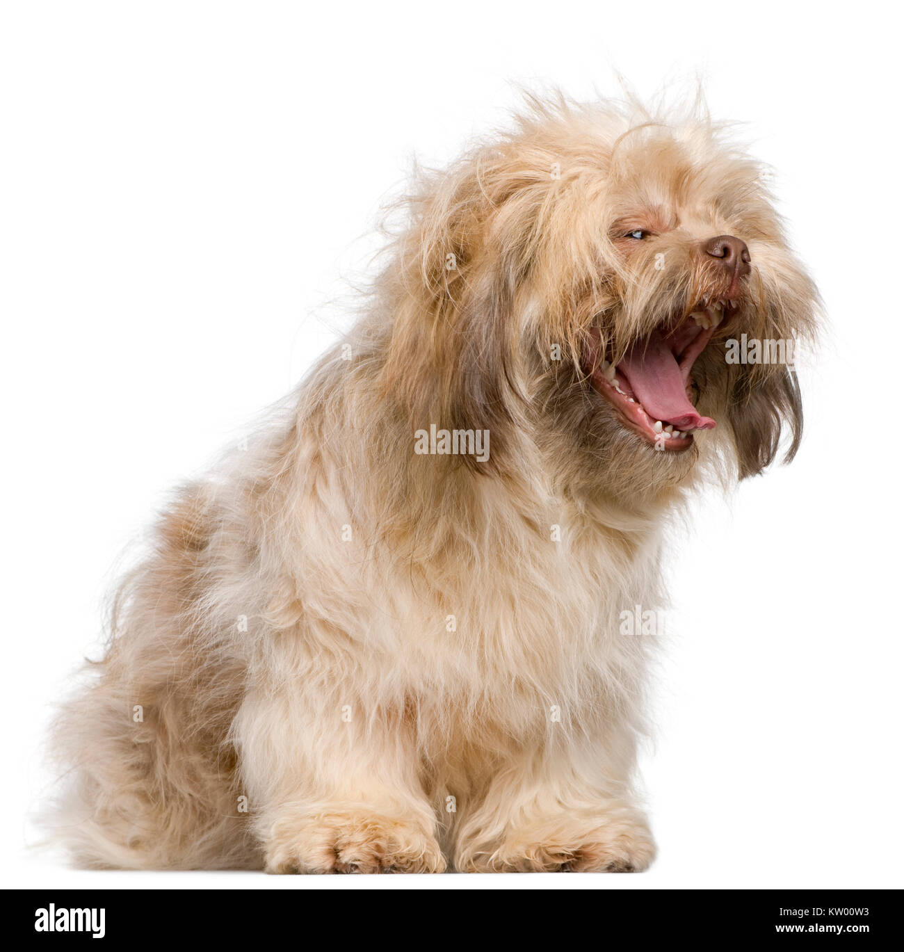 Shih Tzu, 3 years old, yawning in front of white background Stock Photo ...