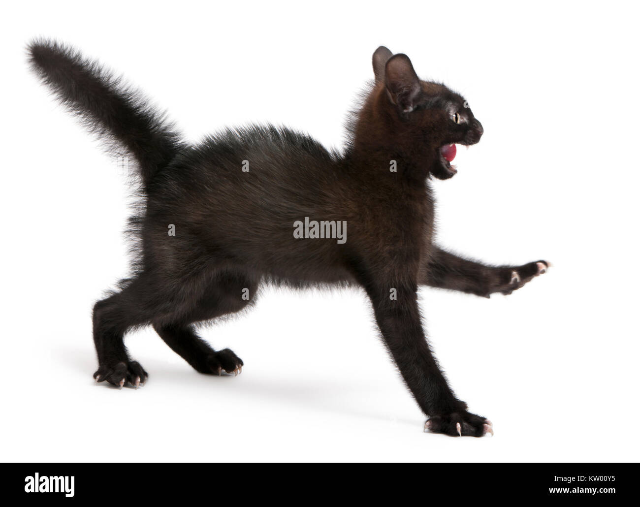 Frightened black cat isolated Cut Out Stock Images & Pictures - Alamy