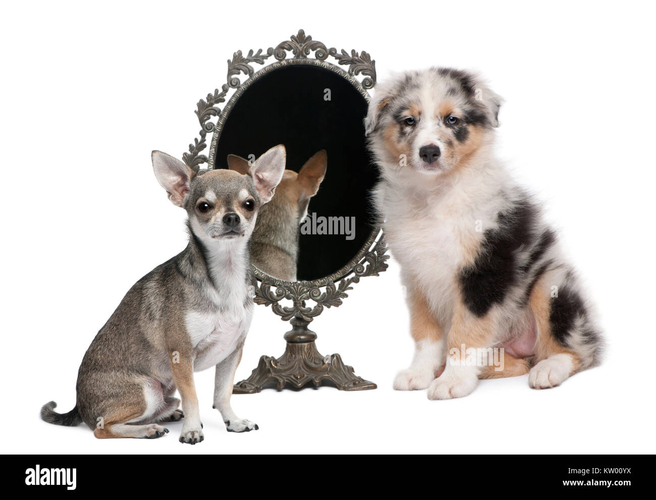 Chihuahua and puppy with mirror sitting in front of white background Stock Photo