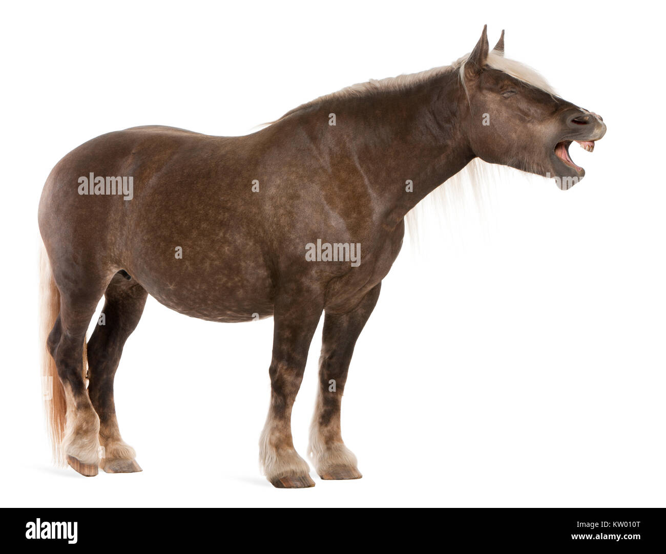 Comtois horse, a draft horse, Equus caballus, 10 years old, standing in front of white background with mouth open Stock Photo