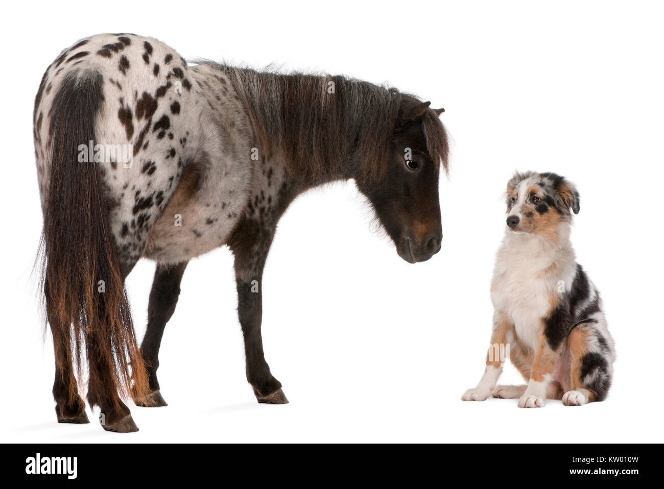 Appaloosa Miniature horse, Equus caballus, 2 years old,  and Australian Shepherd puppy, 4 months old, in front of white background Stock Photo