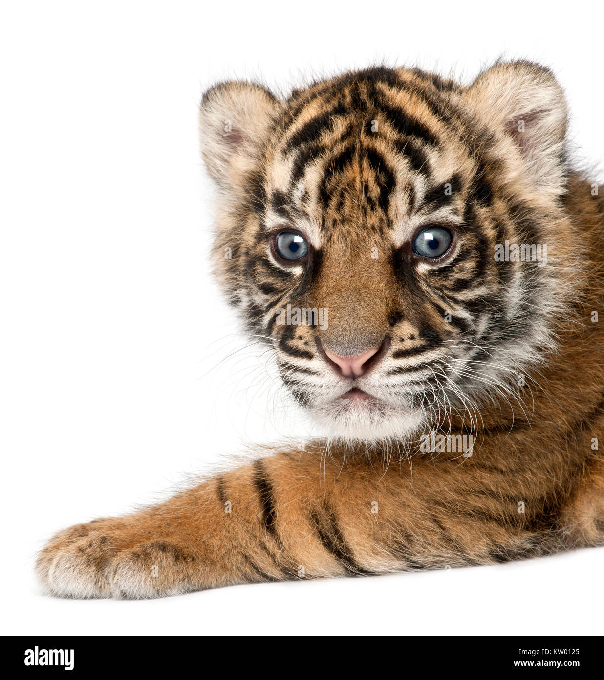 Sumatran Tiger cub, Panthera tigris sumatrae, 3 weeks old, in front of white background Stock Photo