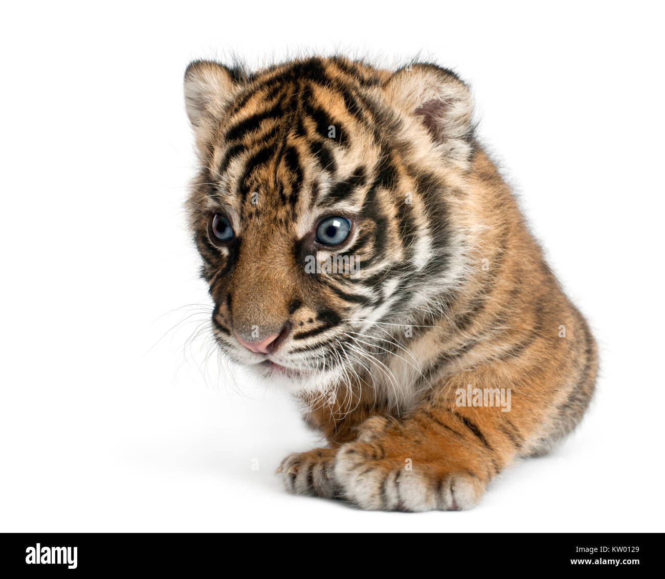 Sumatran Tiger cub, Panthera tigris sumatrae, 3 weeks old, in front of white background Stock Photo