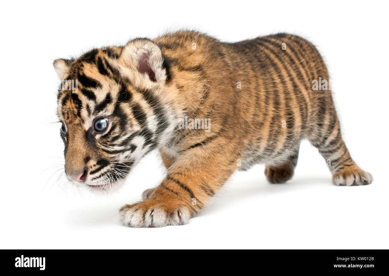 Sumatran Tiger cub, Panthera tigris sumatrae, 3 weeks old, walking in front of white background Stock Photo