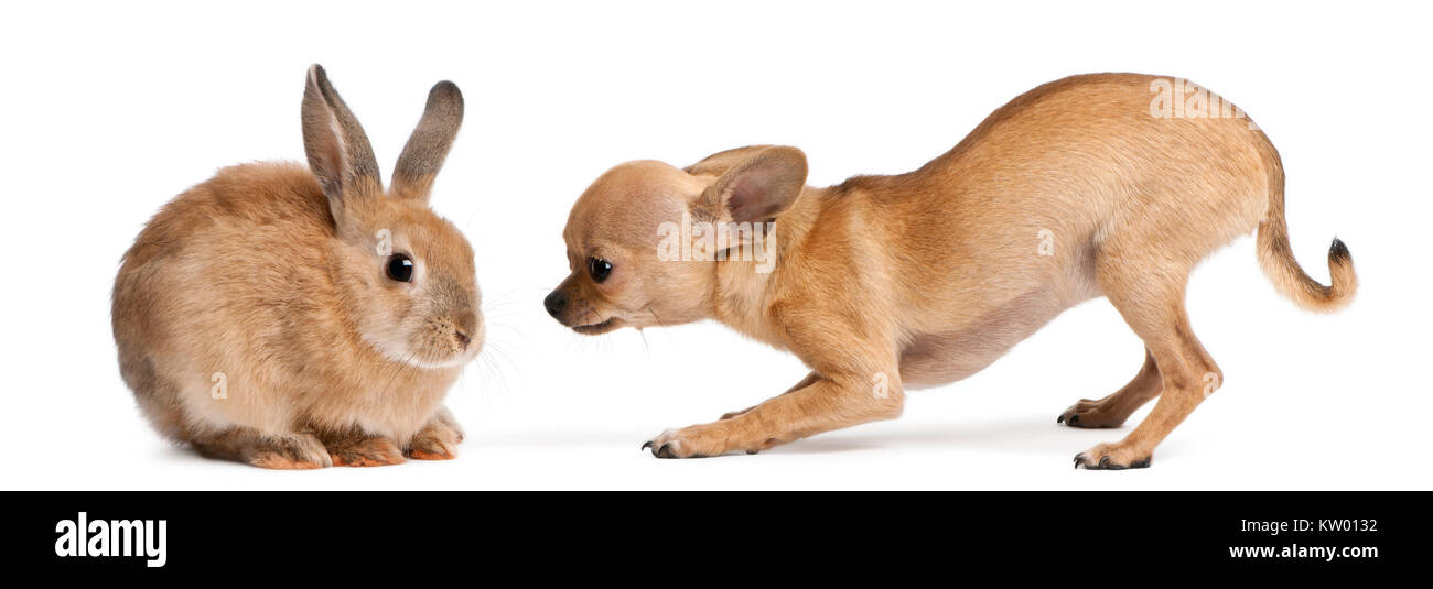 Chihuahua puppy playing with rabbit in front of white background Stock Photo