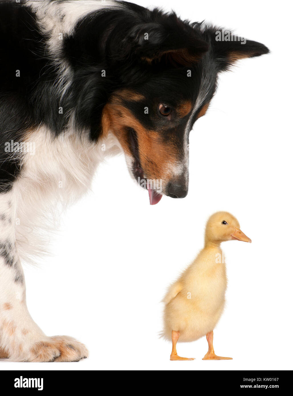 Female Border Collie, 3 years old, looking at a domestic duckling, 1 week old, in front of white background Stock Photo