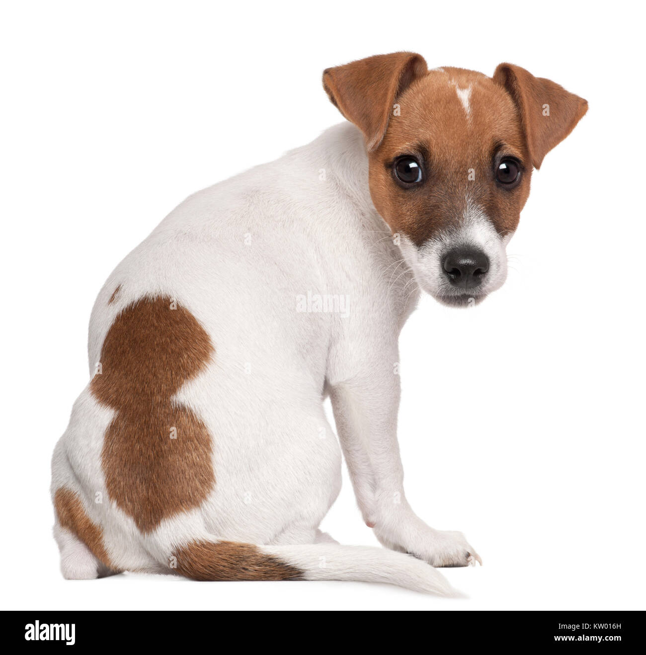 Rear View Jack Russell Terrier High Resolution Stock Photography And Images Alamy Rear View Jack Russell Terrier High Resolution Stock Photography And Images Alamy