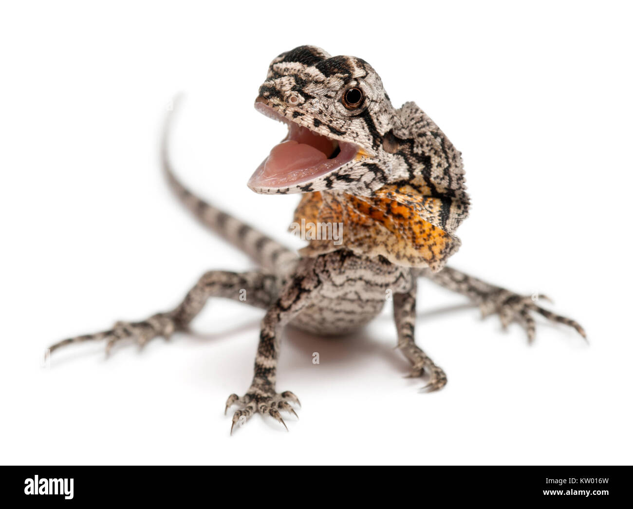 Frill-necked lizard also known as the frilled lizard, Chlamydosaurus kingii, in front of white background Stock Photo