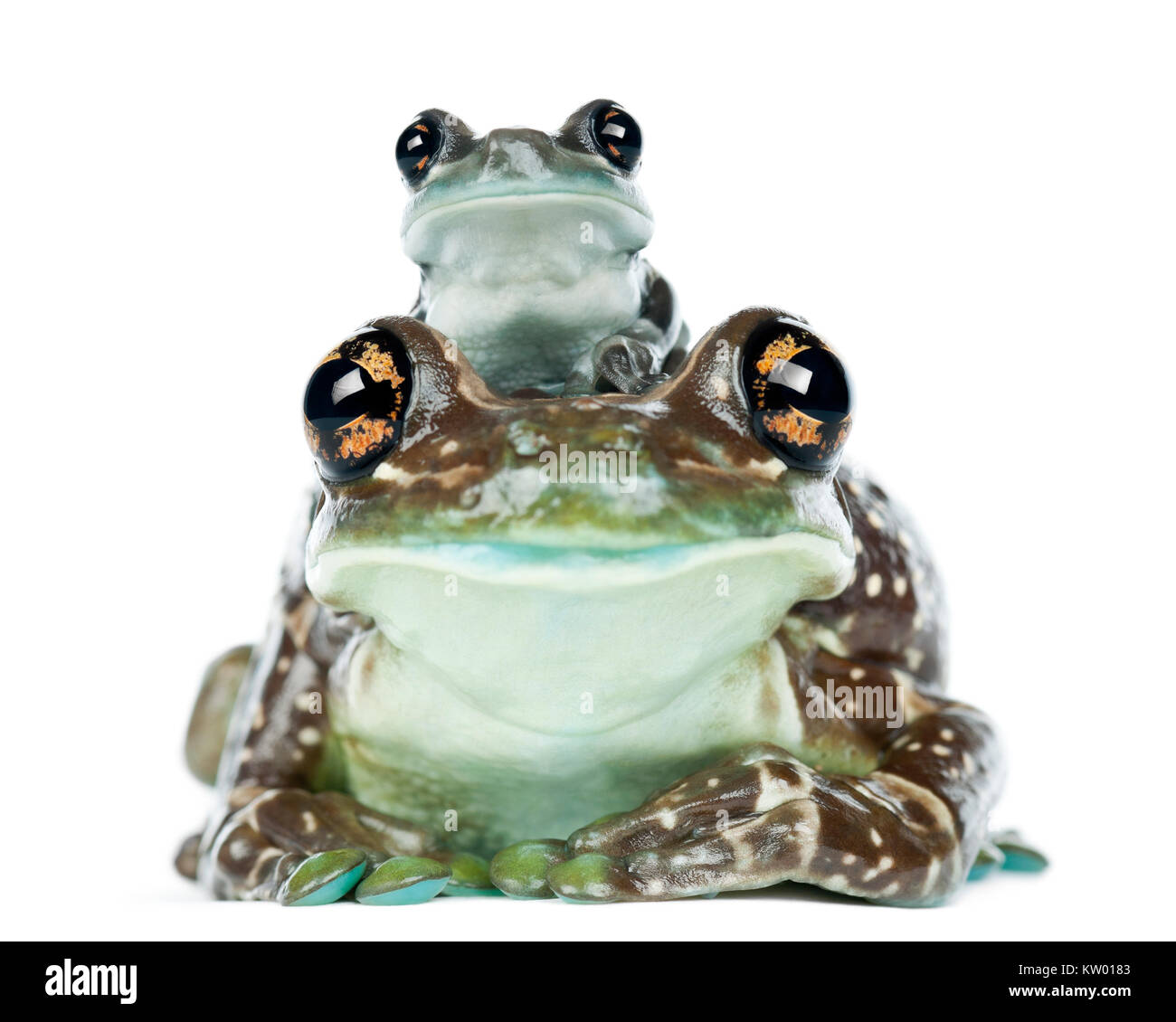 Female Amazon Milk Frog with young, Trachycephalus resinifictrix, portrait against white background Stock Photo