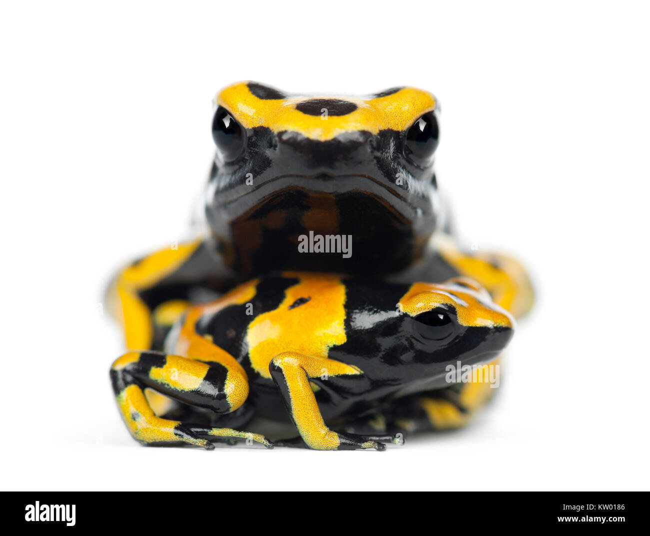Yellow-Banded Poison Dart Frogs, also known as a Yellow-Headed Poison Dart Frog and Bumblebee Poison Frog, Dendrobates leucomelas, with young, portrai Stock Photo