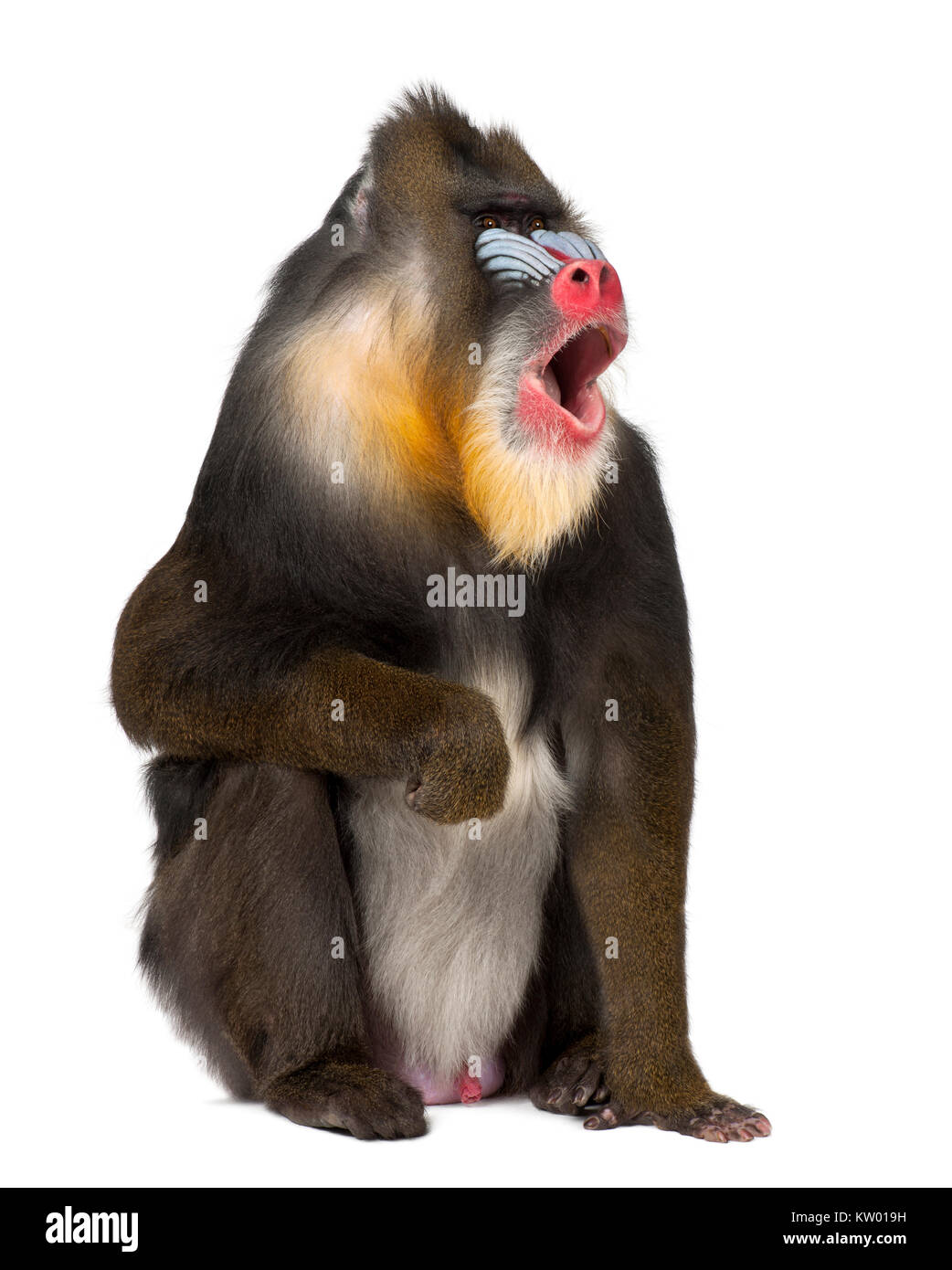 Mandrill sitting and shouting - Mandrillus sphinx (22 years old) is a primate of the Old World monkey Stock Photo