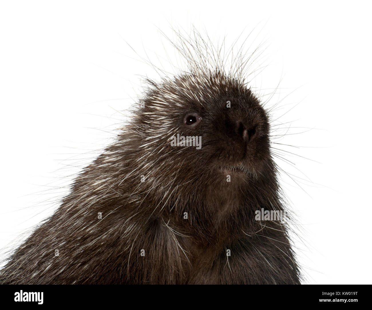 Portrait of North American Porcupine, Erethizon dorsatum, also known as