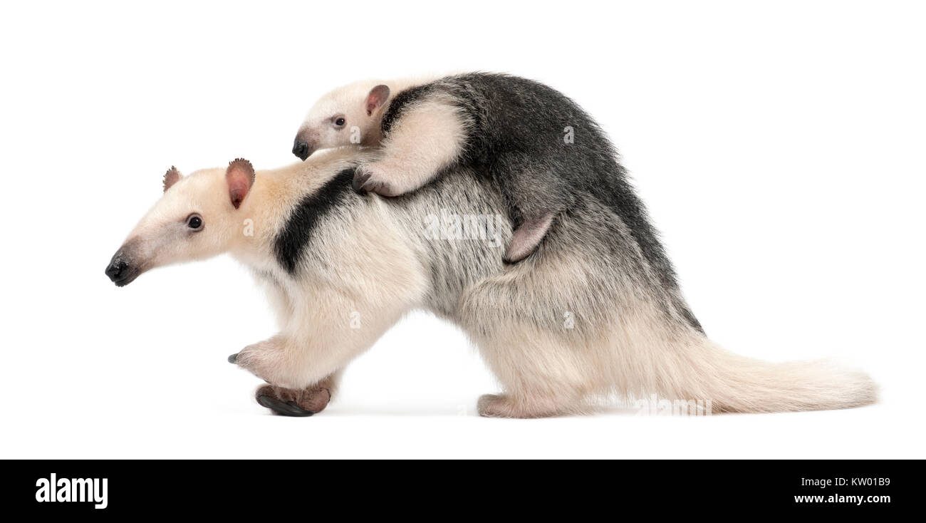 Southern Tamandua Anteater Tamandua Tetradactyla Threat Pose 