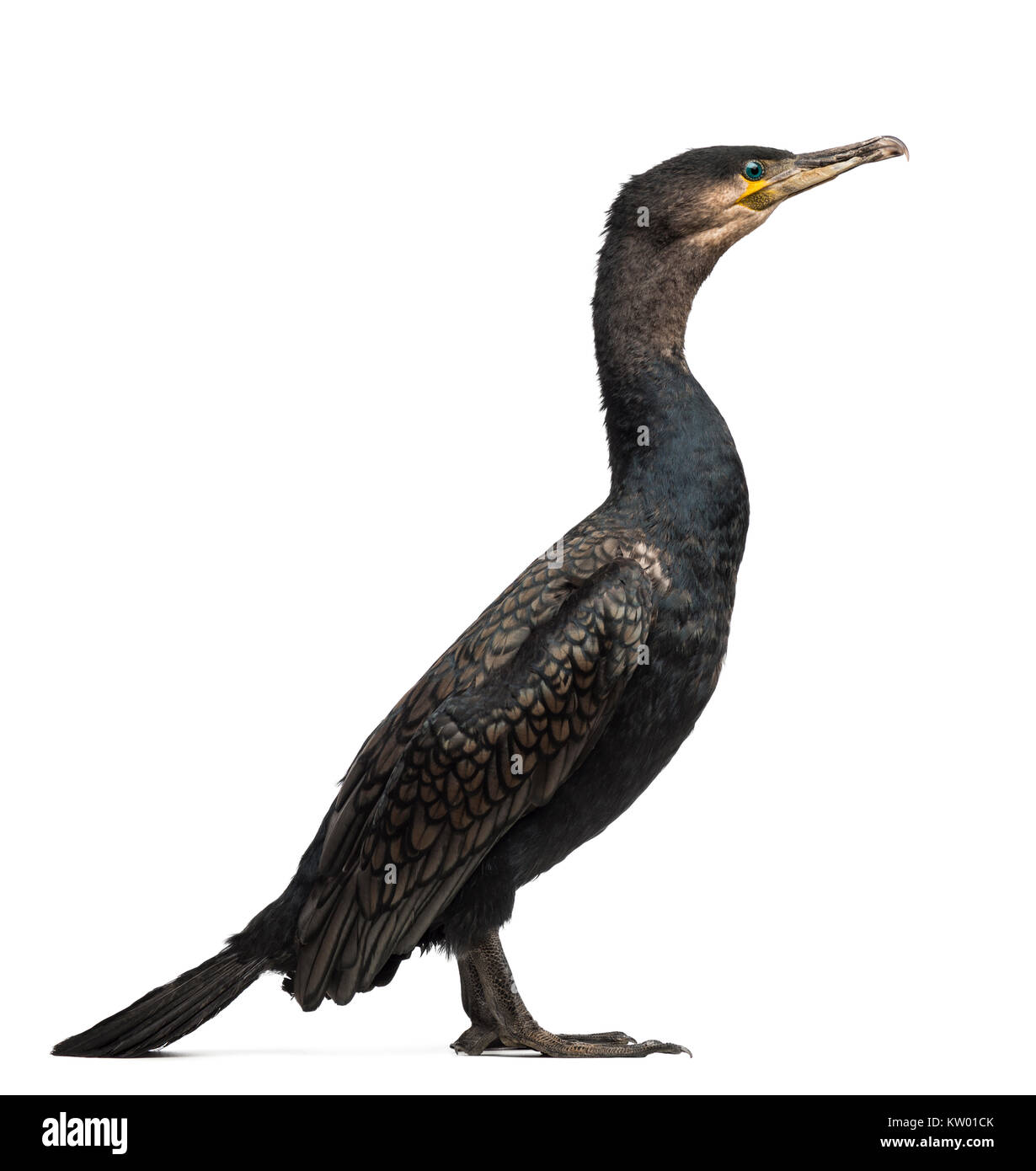 Side view of a Great Cormorant, Phalacrocorax carbo, also known as the