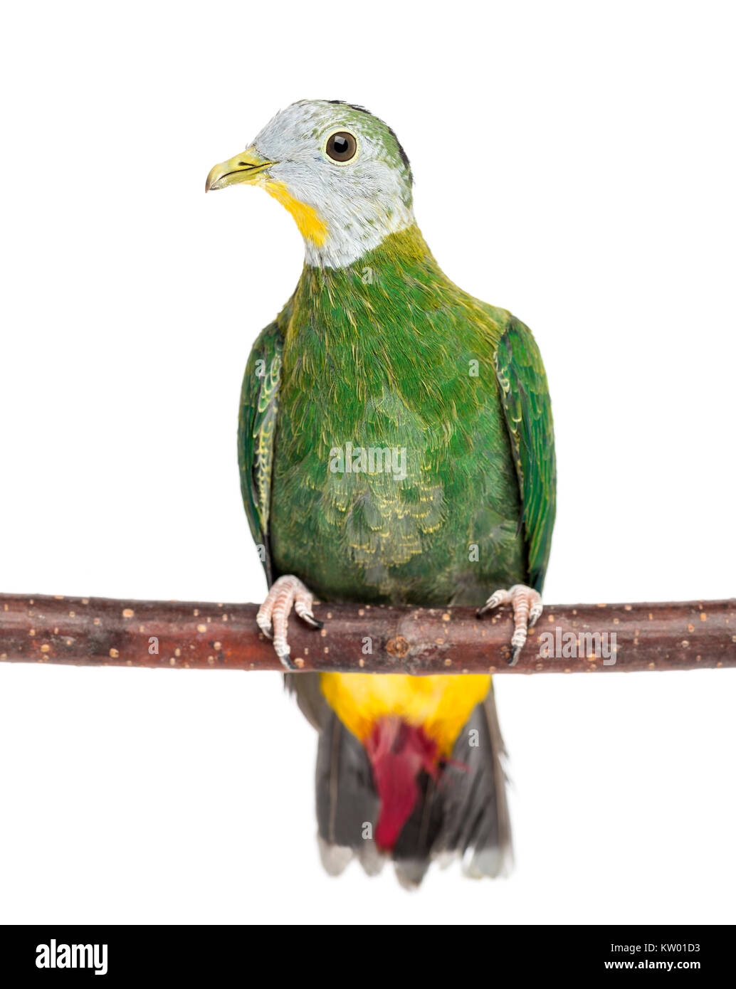 Dove Against Green Background Hi res Stock Photography And Images Alamy dove-against-green-background-hi-res-stock-photography-and-images-alamy