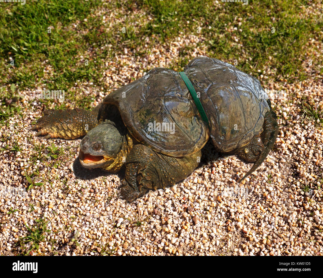 Sea Turtle Plastic High Resolution Stock Photography And Images Alamy
