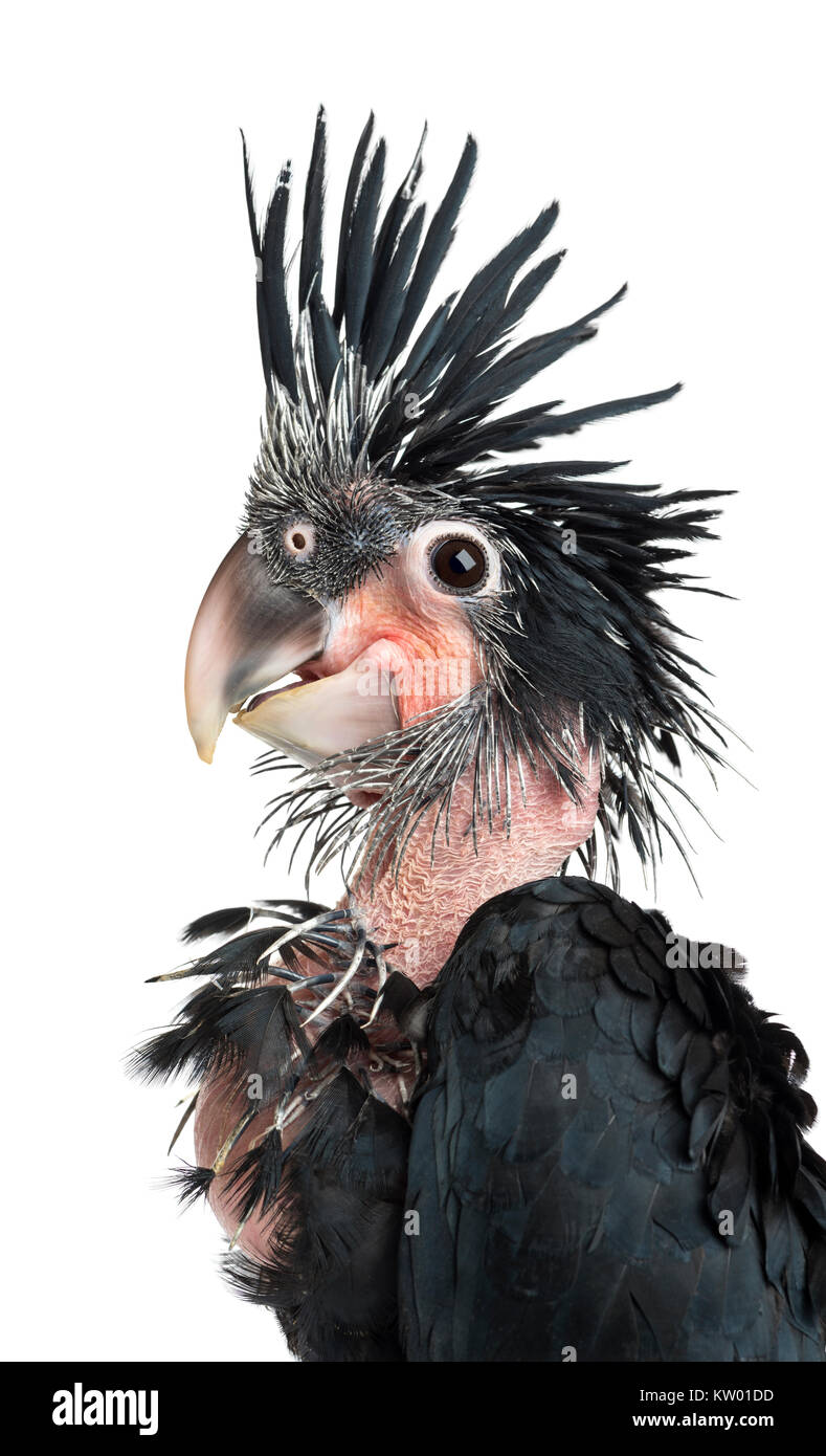 Palm Cockatoo, Probosciger aterrimus, 6 weeks old, also known as the Goliath Cockatoo against white background Stock Photo