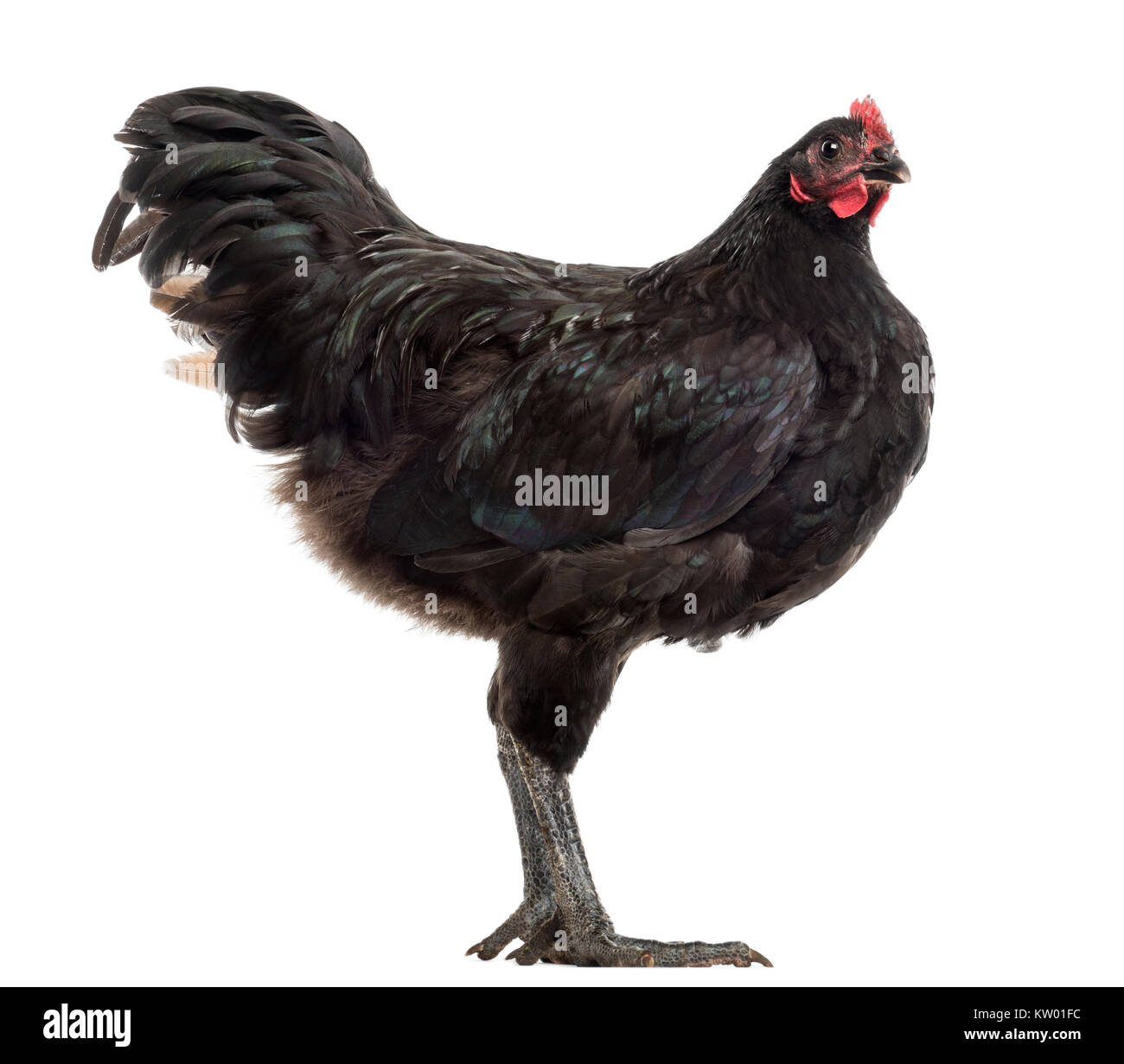 Australorp, 5 months old, against white background Stock Photo