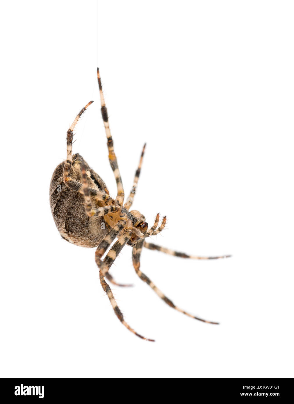European garden spider, Araneus diadematus, hanging on silk string against white background Stock Photo