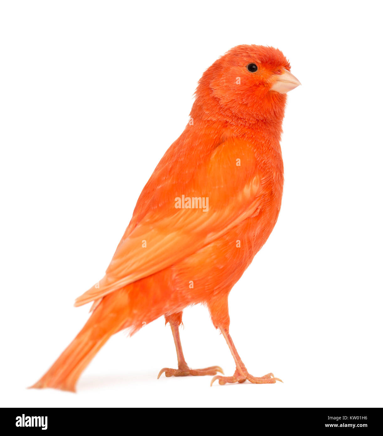 Red canary, Serinus canaria, against white background Stock Photo