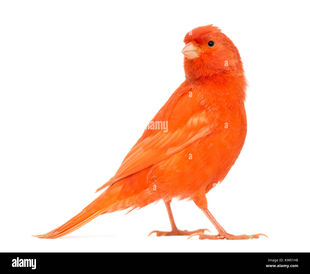Red canary, Serinus canaria, against white background Stock Photo